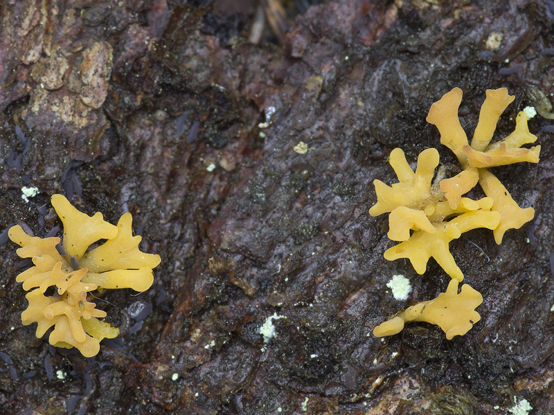 Calocera furcata